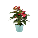 Brussels Round Pot Mint 18CM