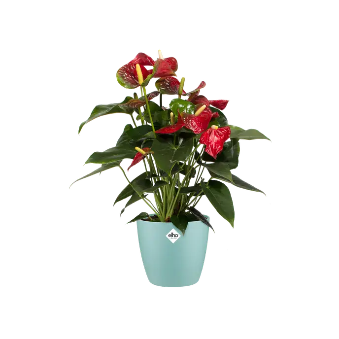 Brussels Round Pot Mint 16CM