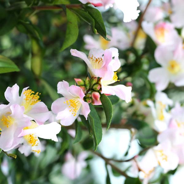 Camellia Fairy Blush - 3.3L