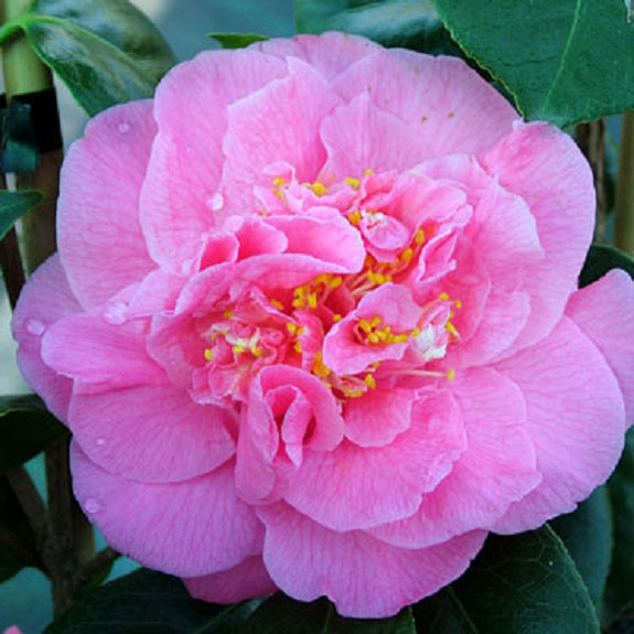 Camellia Scentsation