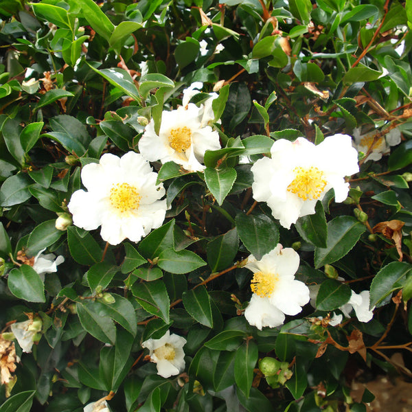 Camellia Sasanqua Setsugekka - 3.3L