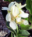 Canna Kneehigh White 2.5L