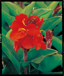 Canna ‘Kneehigh Red’ 2.5L