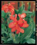 Canna ‘Kneehigh Salmon’ 2.5L