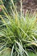 Carex Moonfalls 1.9L