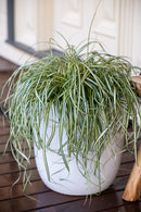 Carex Moonfalls 1.9L