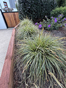 Carex Moonfalls 1.9L