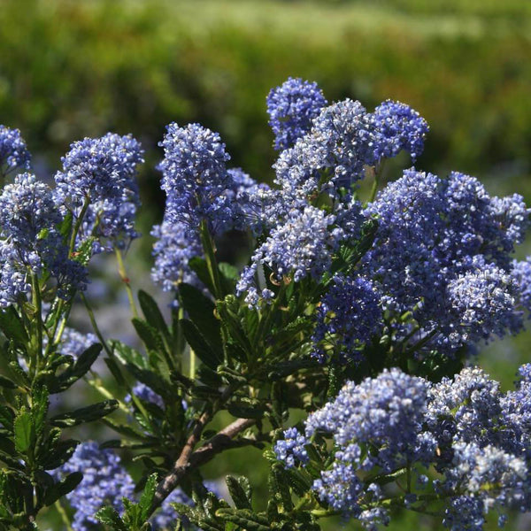 Ceanothus Blue Sapphire - 2.5L