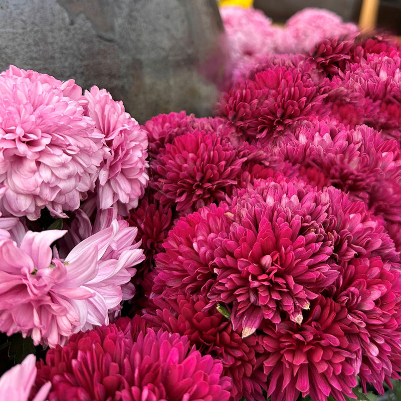 Chrysanthemums Assorted - 15CM