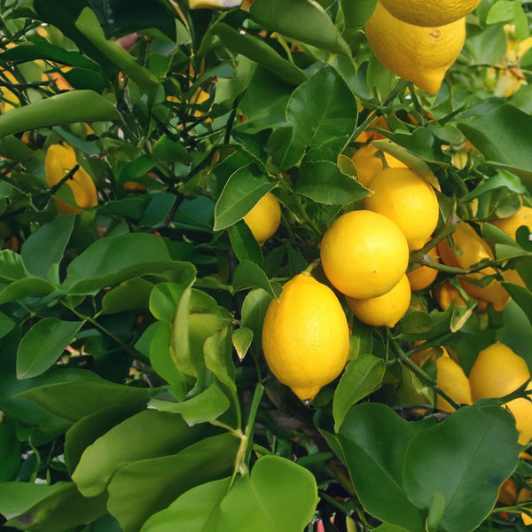 Lemon Meyer - 15L