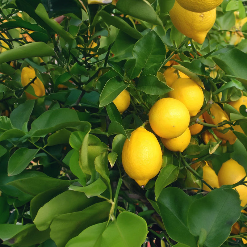 Lemon Meyer - 4.7L