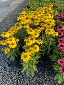Echinacea Sunseeker Citrus - 1.5L