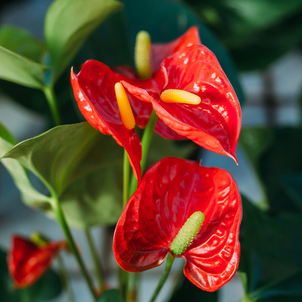 Anthurium Assorted - 14CM