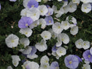 Convolvulus Two Moons 2.4L