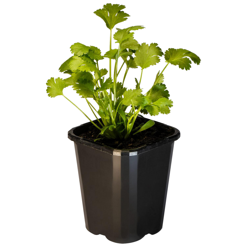 Coriander / Cilantro - 10CM