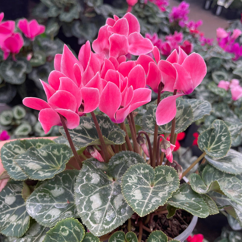 Cyclamen - 14CM