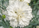 Dianthus Memories 4.5L