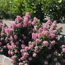 Escallonia Pink Elle 2.5L