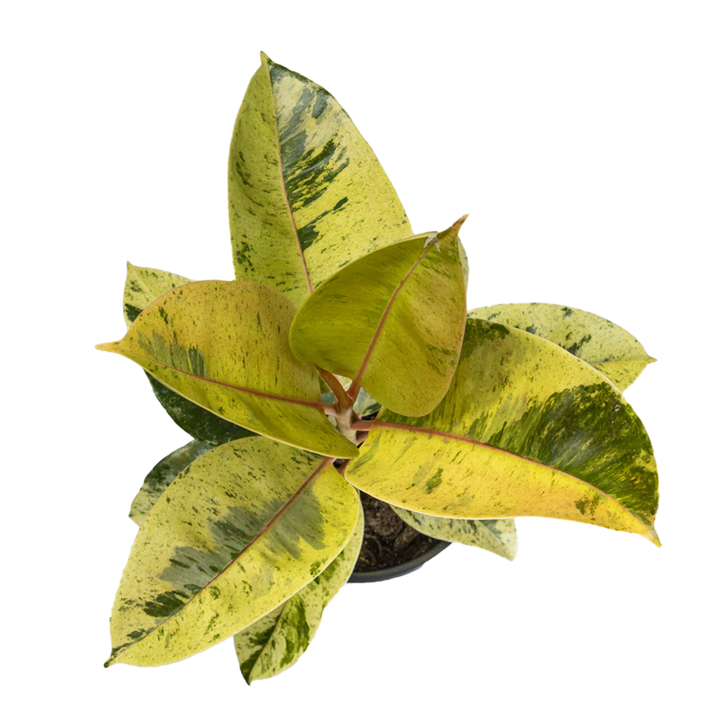 Ficus Shivereana - 17CM