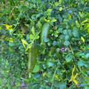 Citrus Finger Lime Green - 1.9L