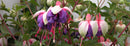 Fuchsia Exotic Series 1.5L