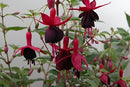 Fuchsia Exotic Series 1.5L