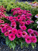 Echinacea Sunseeker Fuchsia - 1.5L