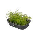 Green Basics Grow Tray Black S