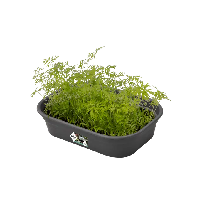Green Basics Grow Tray Black M