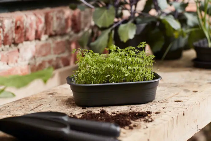 Green Basics Grow Tray Black M