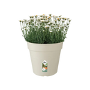 Green Basics Grow Pot White 35CM