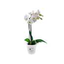 Green Basics Grow Pot Orchid 15CM