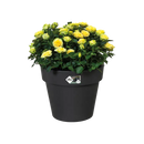 Green Basics Top Planter Black 23CM