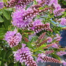 Hebe The Gardener - 2.5L