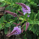 Hebe The Gardener - 2.5L