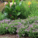 Hebe The Gardener - 2.5L