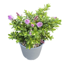 Hebe The Gardener - 2.5L