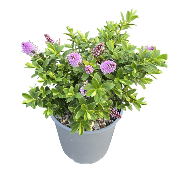 Hebe The Gardener - 2.5L