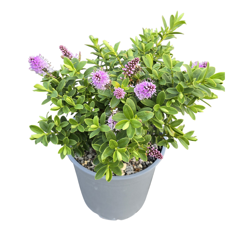 Hebe The Gardener - 2.5L