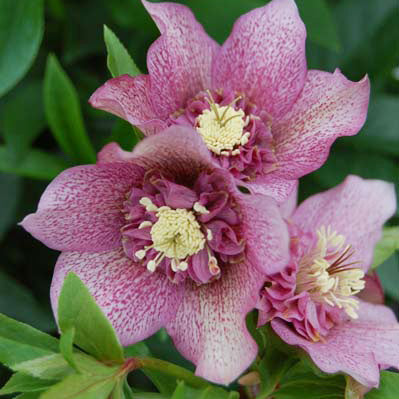 Helleborus Tutu - 2.5L