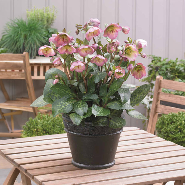 Helleborus Hannahs Blush - 2.5L