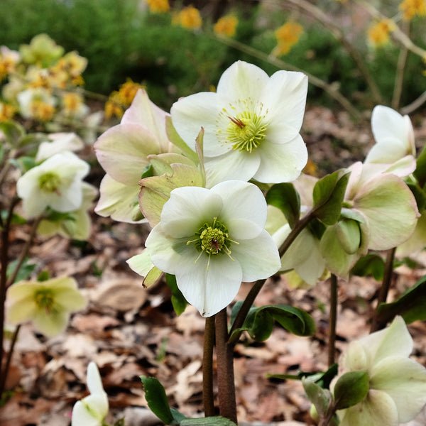 Helleborus Ice N Roses® White - 2.4L