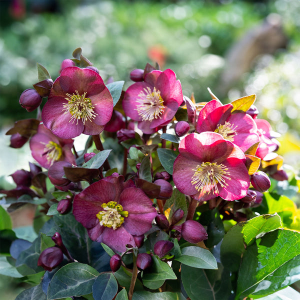 Hellebore Vibey Velvet - 2.5L