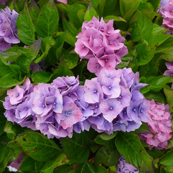 Hydrangea Holstein - 8L