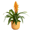 Jazz Pot Yellow 26CM