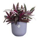 Jazz Pot Lilac 26CM