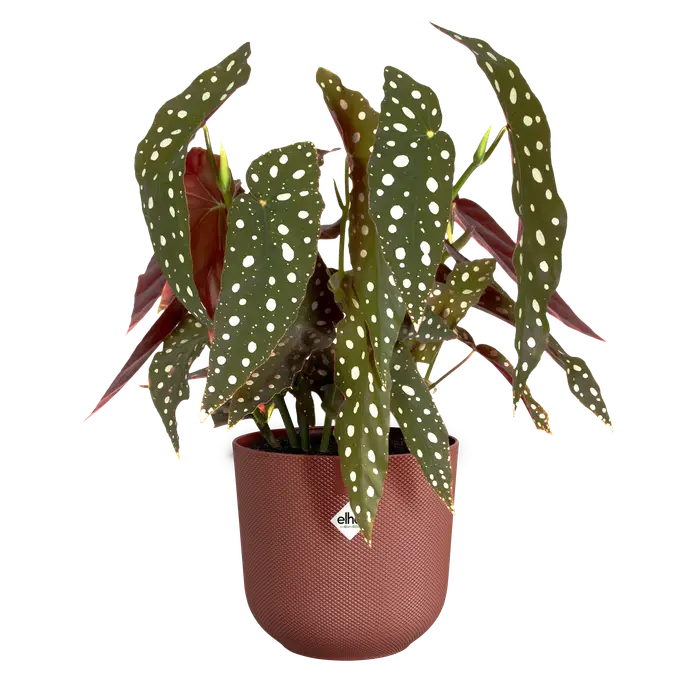 Jazz Pot Red 19CM