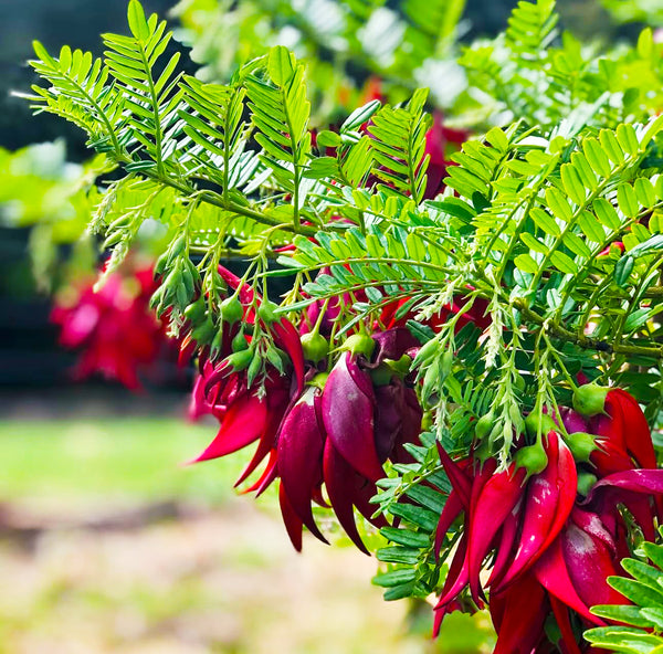 Clianthus Maximus - 8.5L