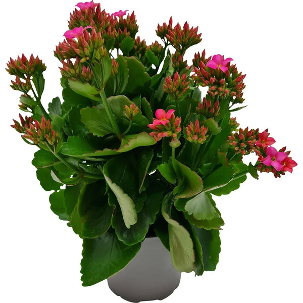 Kalanchoe - 12CM