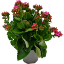 Kalanchoe - 17CM